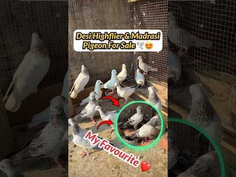 Desi & Madrasi Pigeon For Sale 🕊️💰#shorts #pigeonsale #kabutarbazi #petvlog #petswithbalaji