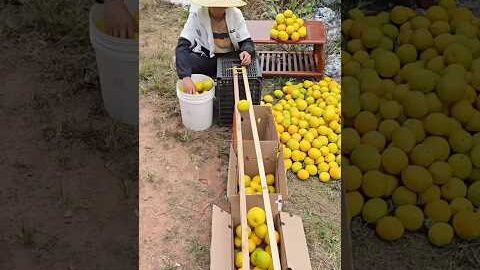 Mango Sorting Desi Hack 🥭 #shorts