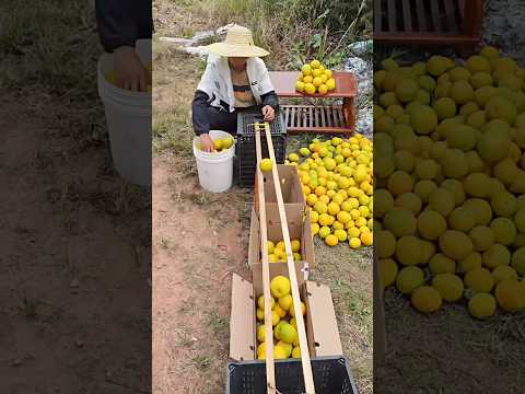 Mango Sorting Desi Hack 🥭 #shorts