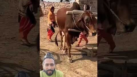 गांव की वाइब #shortsviral #greenscreen #gaon #desi #farmer #farming #shorts #shortsfeed #viral
