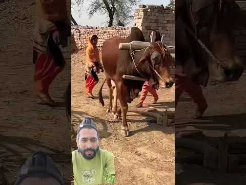 गांव की वाइब #shortsviral #greenscreen #gaon #desi #farmer #farming #shorts #shortsfeed #viral