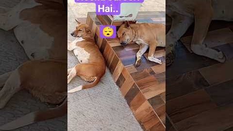 #funny #comedy #dog #desi #dogs #pets #animals #dogshorts