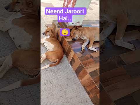 #funny #comedy #dog #desi #dogs #pets #animals #dogshorts