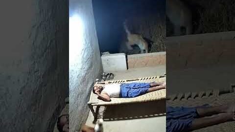 Tiger attack on a man in india 🔥 #shorts #viral