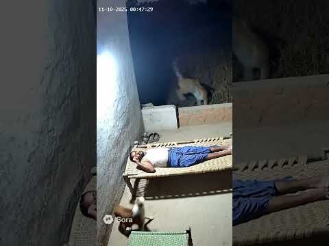 Tiger attack on a man in india 🔥 #shorts #viral