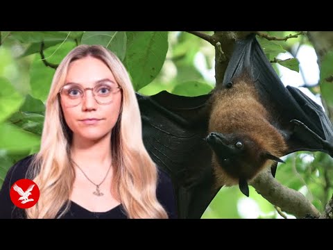 Nipah virus symptoms explained as health warning issued