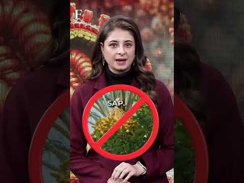 #FirstpostNews: Nipah Virus Outbreak in India Triggers Asia Airport Screenings | N18G