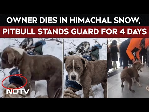 Viral Video | Owner Dies In Himachal Snow, Pet Pitbull Stands Guard For 4 Days