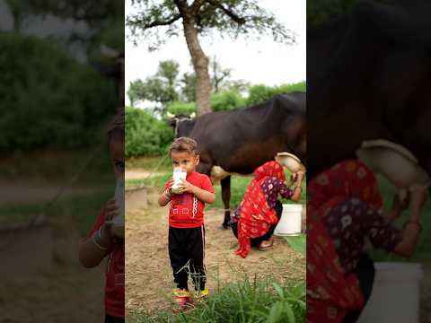 Desi Village life Cow Milk🥛 #cow #viral #milk