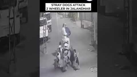 2 Men Attacked By Stray Dogs In Jalandhar Street #shorts #viral