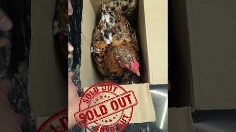 Sold out #desi #murgi #chicken