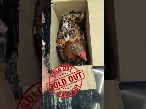 Sold out #desi #murgi #chicken