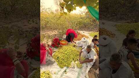 राजस्थान के देसी सेव 😍#shorts #desi #fruit #villagelife #trending #berry