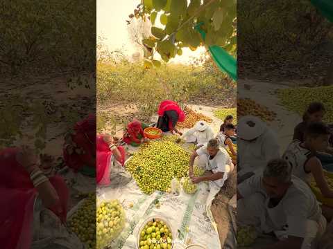राजस्थान के देसी सेव 😍#shorts #desi #fruit #villagelife #trending #berry