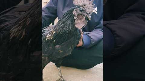 100k views video 🤘 desi murga video 🥰 kadaknath ladaku murga best.🤩 this is my hen best.#hen #viral