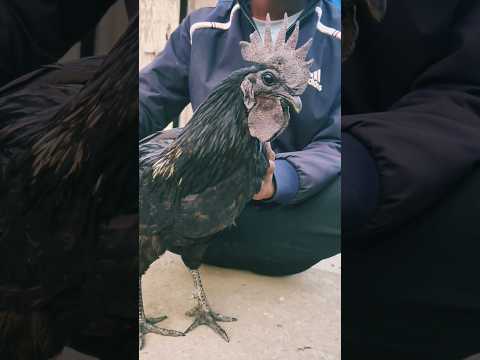 100k views video 🤘 desi murga video 🥰 kadaknath ladaku murga best.🤩 this is my hen best.#hen #viral