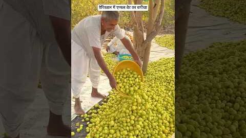 थाई एप्पल बेर का बगीचा 😍 #fruit #desi #villagelife #youtubeshorts