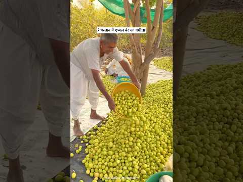 थाई एप्पल बेर का बगीचा 😍 #fruit  #desi #villagelife #youtubeshorts