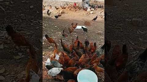 ā¤ā¤žā¤ĩā¤°ā¤žā¤¨ ā¤āĨā¤ā¤Ŧā¤ĄāĨ đ | #poultryfarming #viral #shorts