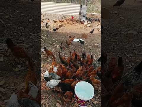 गावरान कोंबडी 🐓 | #poultryfarming #viral #shorts