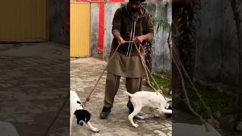 Zuri and Golden #pets #dog #dailyvideo #farming #animallife #dailyvlog #desi #villagelife #vlog