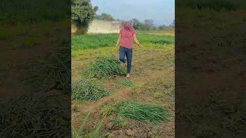 पशुओं के लिए नेपियर घास #viral #villagerlifestyle #farming #shortvideos #viralvideos #desi