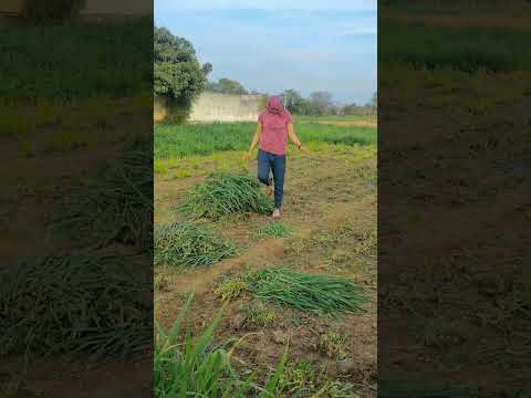 पशुओं के लिए नेपियर घास #viral #villagerlifestyle #farming #shortvideos #viralvideos #desi