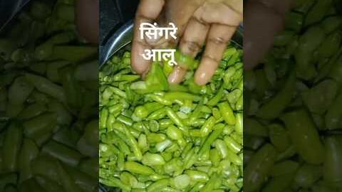ये मिर्च जैसे क्या है। इसे सिंगरे कहते हैं।#yt Short #desi Khana #desi food recipes #Singre recipe.