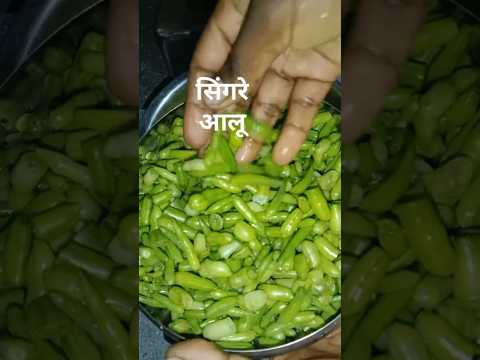 ये मिर्च जैसे क्या है। इसे सिंगरे कहते हैं।#yt Short #desi Khana #desi food recipes #Singre recipe.