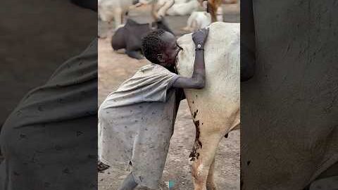 shocking facts about tribes #facts #shorts #viral #amazingfacts #trending #cow #triballife #tribal