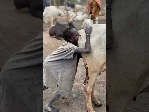 shocking facts about tribes #facts #shorts #viral #amazingfacts #trending #cow #triballife #tribal