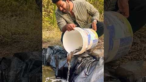 देशी कैटफ़िश लायी अपने पोंड कि लिये #shorts #viral #trending #fish #fishing #minivlog #catfish #desi