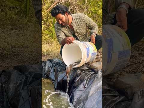 देशी कैटफ़िश लायी अपने पोंड कि लिये #shorts #viral #trending #fish #fishing #minivlog #catfish #desi