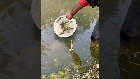 Natural pond के बाहर कूदी मछली 🐟 #shorts #viral #trending #fish#fishing #minivlog #catfish #desi