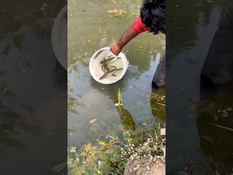 Natural pond के बाहर कूदी मछली 🐟 #shorts #viral #trending #fish#fishing #minivlog #catfish #desi