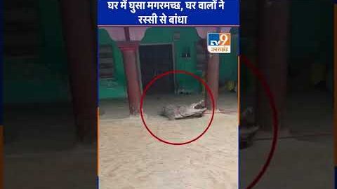 Viral Video: घर में घुसा मगरमच्छ, घर वालो ने रस्सी से बांधा #Crocodile #TV9UPUK