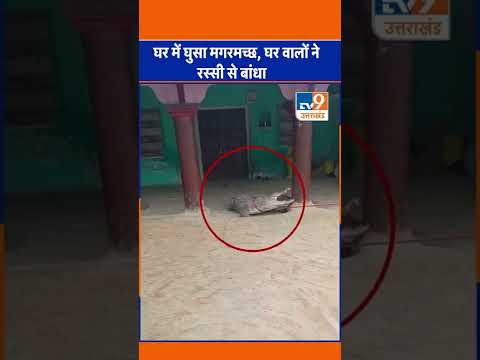 Viral Video: घर में घुसा मगरमच्छ, घर वालो ने रस्सी से बांधा #Crocodile #TV9UPUK