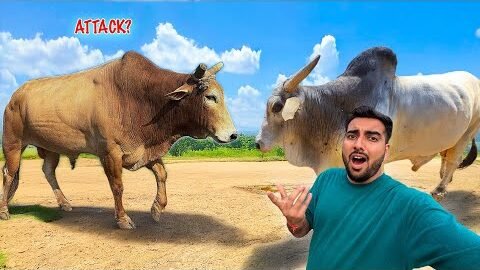 Jersey Bull 2.0 Fight Karega😱Gaon Ka Desi Bull Kha Hai🐂￼
