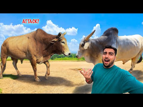 Jersey Bull 2.0 Fight Karega😱Gaon Ka Desi Bull Kha Hai🐂￼