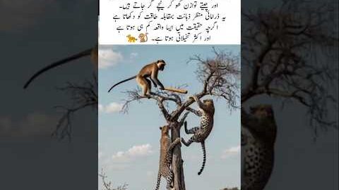 Monkey Fight Back Against Leopard on Tree🌴 #nature #wildlife #shorts #viral #trending #funny #comedy