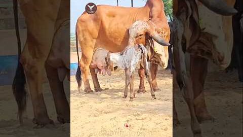 The most special thing about the Desi breed of Gir