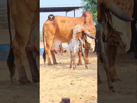 The most special thing about the Desi breed of Gir