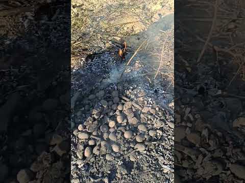 #gaon #awadhi #chaupal #aalu #hora #desi #new #fasal #kheti #kisan