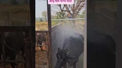 #viralreel #trendimg #desi #villagers