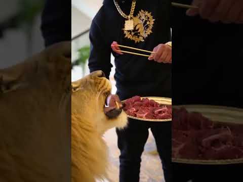 #punjabisong #cheemay #automobile #ekmotahathighumechala #likeandsubscribe #viral #desi #duet #love