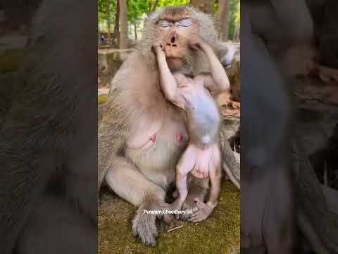 बंदर खेल रहे हैं 😍😍 #youtubemonetization  #youtubeshorts #comedy  #funny #viralshort #short #viral