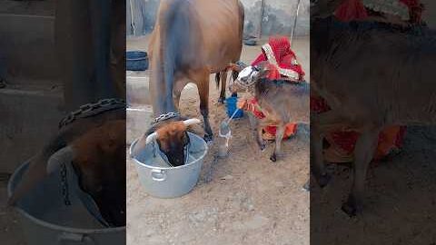 gaay ka dudh 🍼😍#shorts #cow #youtubeshorts #cowlover #villagelife #desi #rajasthani