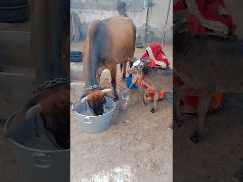 gaay ka dudh 🍼😍#shorts #cow #youtubeshorts #cowlover #villagelife #desi #rajasthani