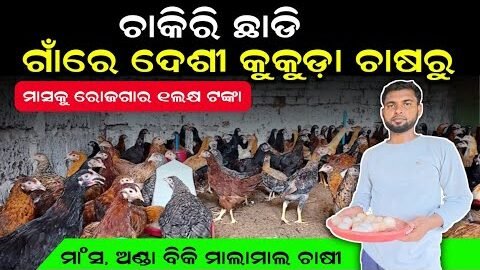 ଦେଶୀ କୁକୁଡ଼ା ଚାଷ 🐓Desi Chicken Farming in Odisha🐓 | Krushak Sathi Odisha