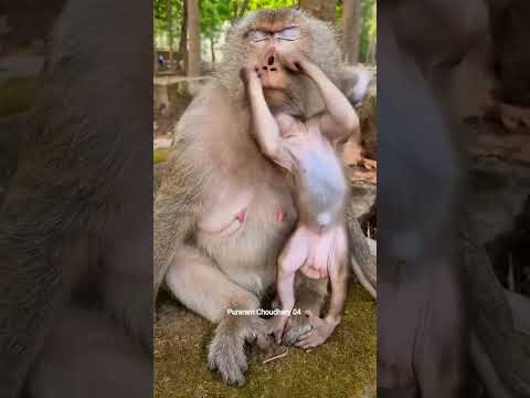 बंदर खेल रहे हैं 😍😍 #youtubemonetization  #youtubeshorts #comedy  #funny #viralshort #short #viral